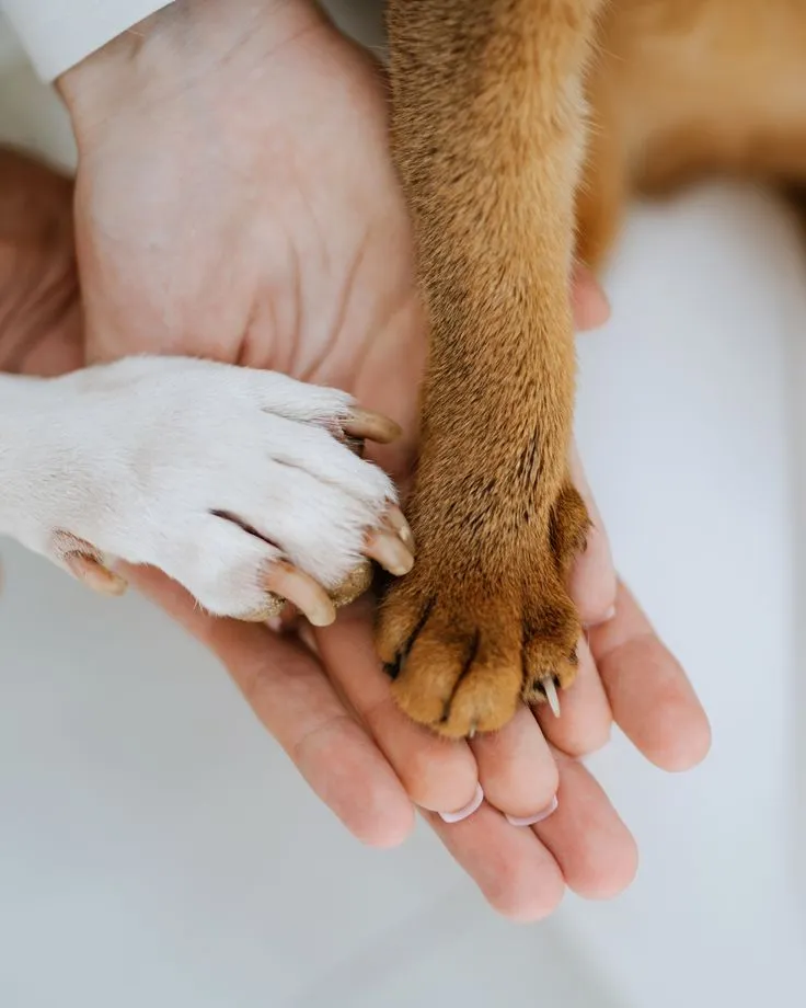 Comment se déroule une communication animale ?